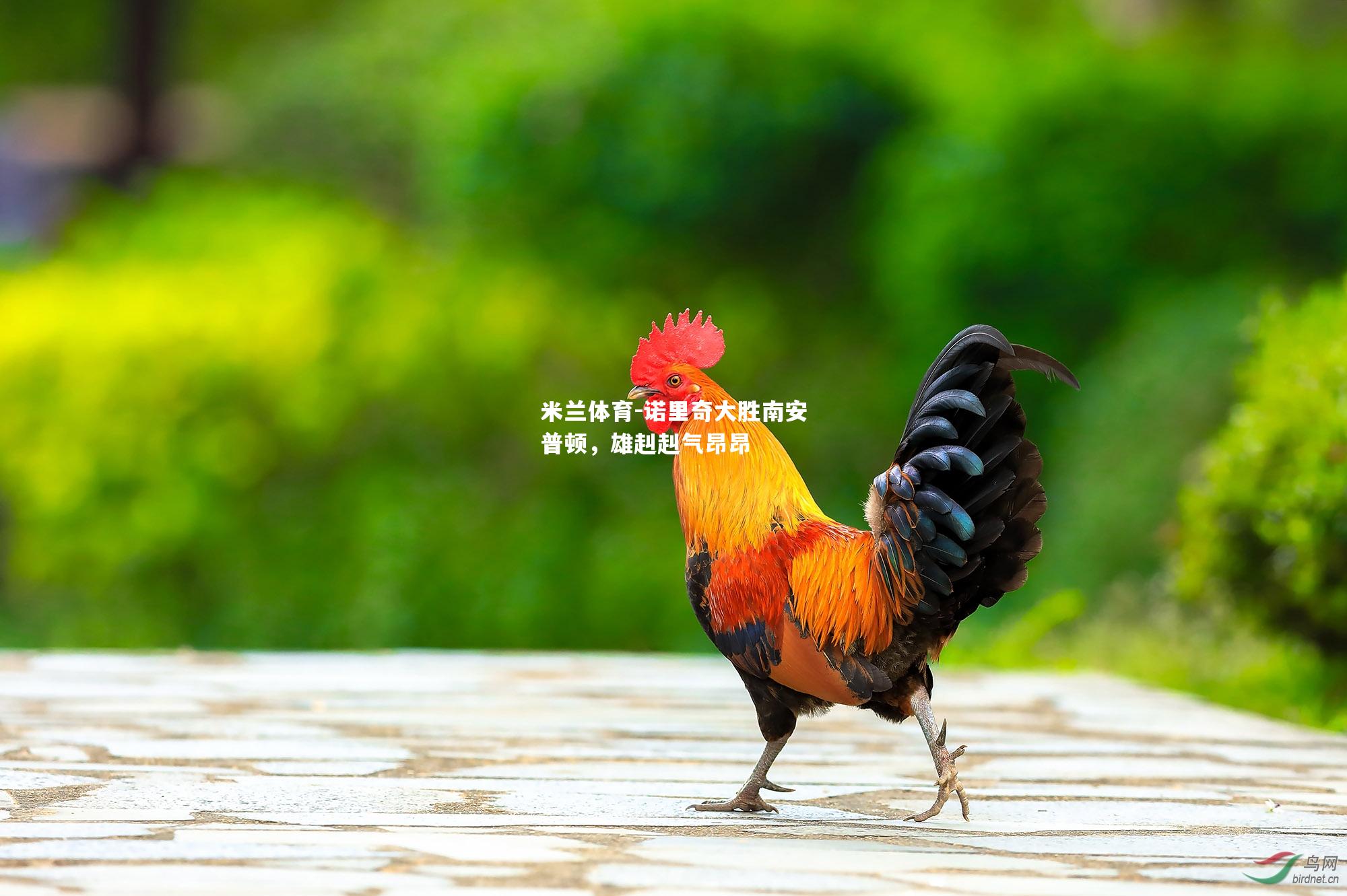 诺里奇大胜南安普顿，雄赳赳气昂昂